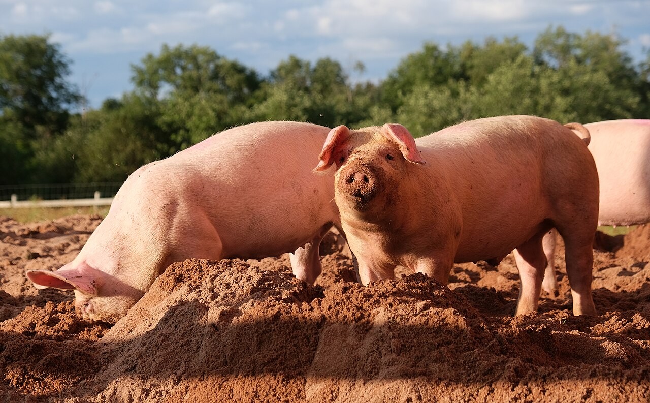 Ractopamine in Meat Production: Banned for Animal Welfare Concerns