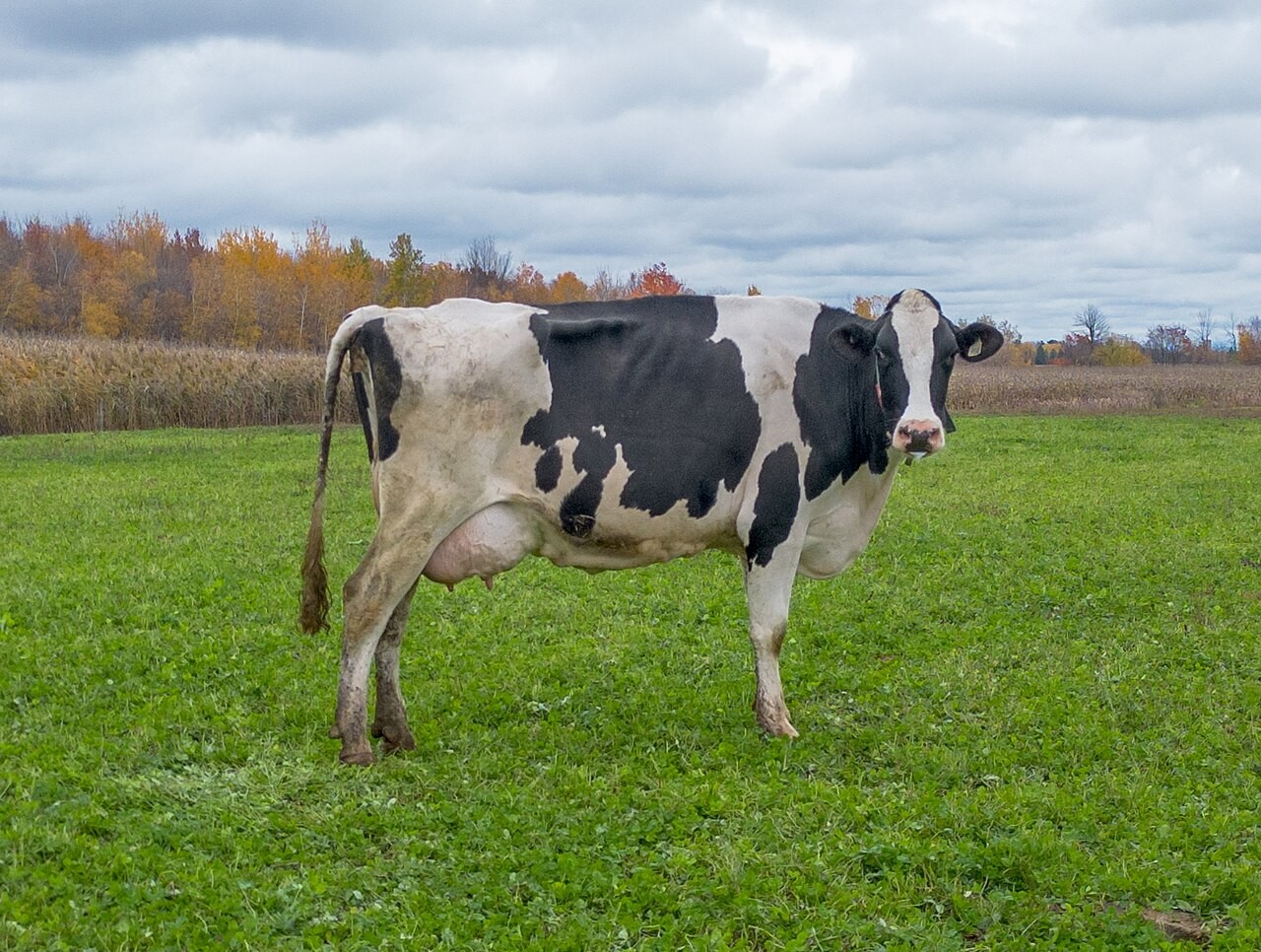 Growth Hormones in Beef and Dairy: The rBST Conflict