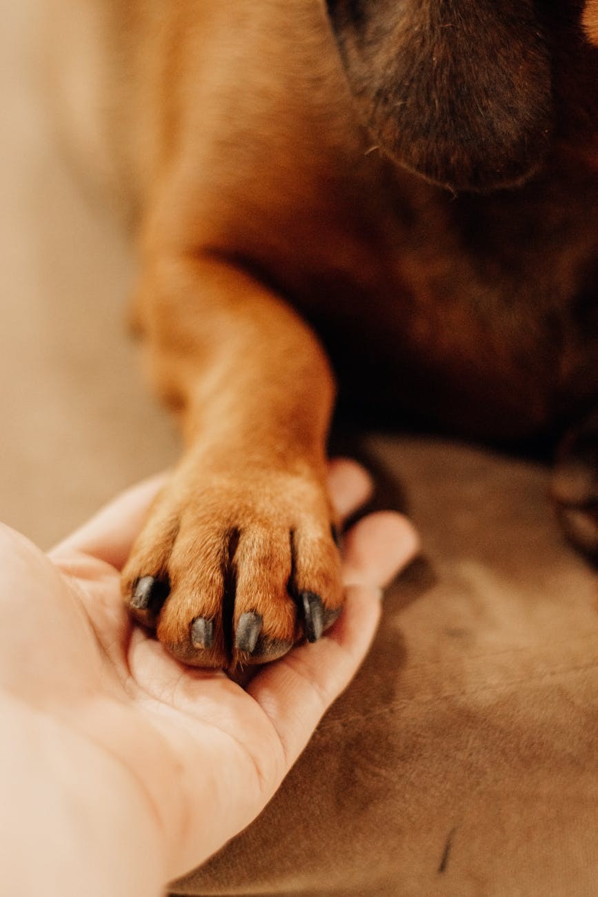 Wonder why dogs put their paws on you? Here's what it means